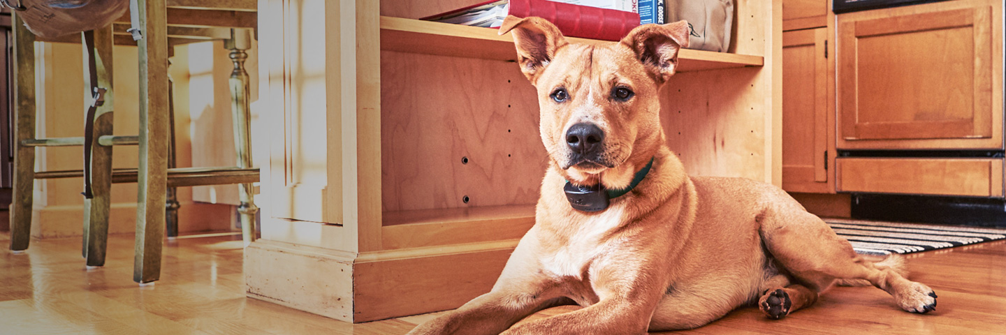 DogWatch of AB, Calgary, AB | Indoor Pet Fences Slider Image