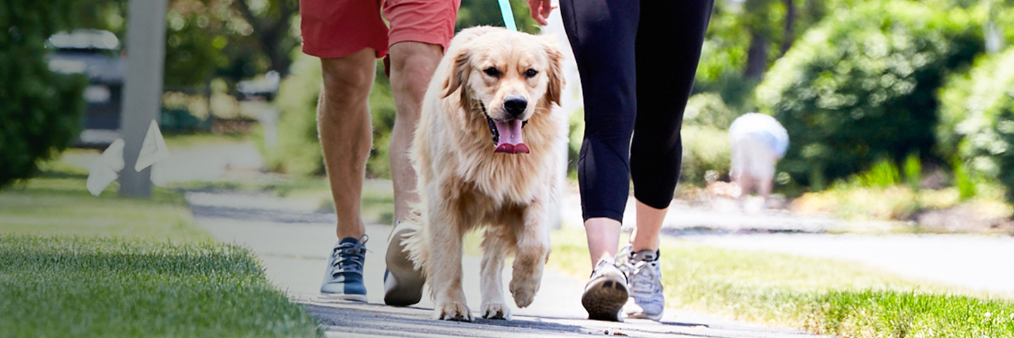 DogWatch of AB, Calgary, AB | SideWalker Leash Trainer Slider Image