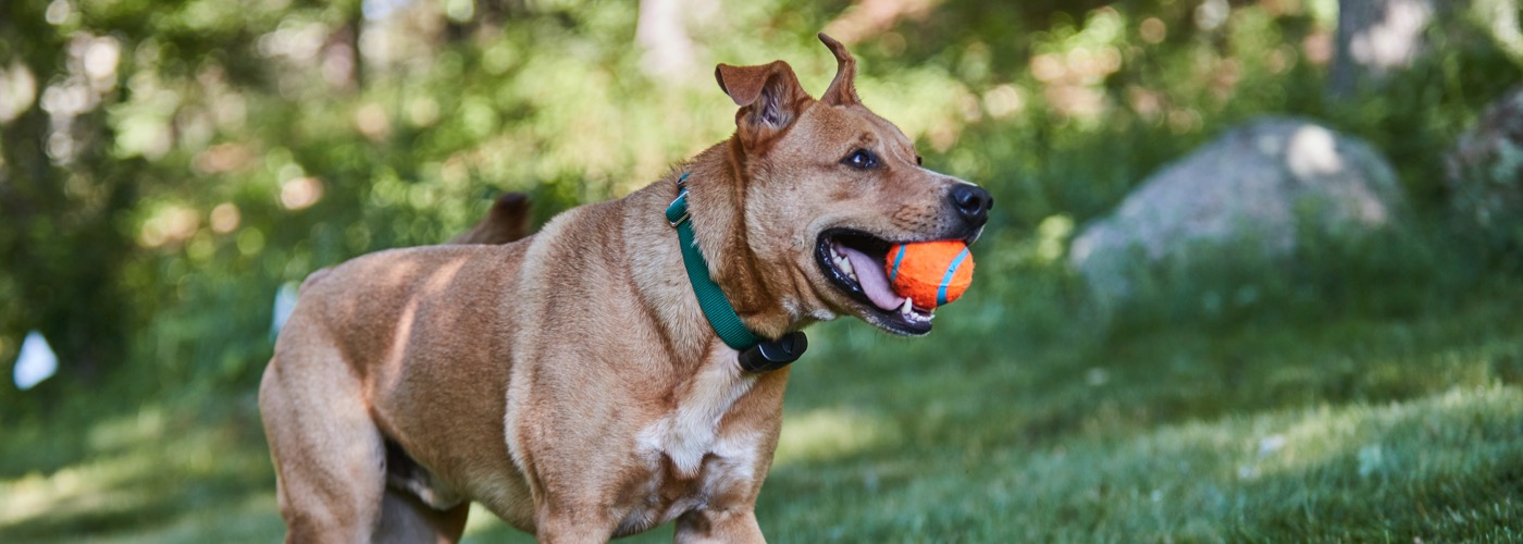DogWatch of AB, Calgary, AB | ProFenceX Slider Image